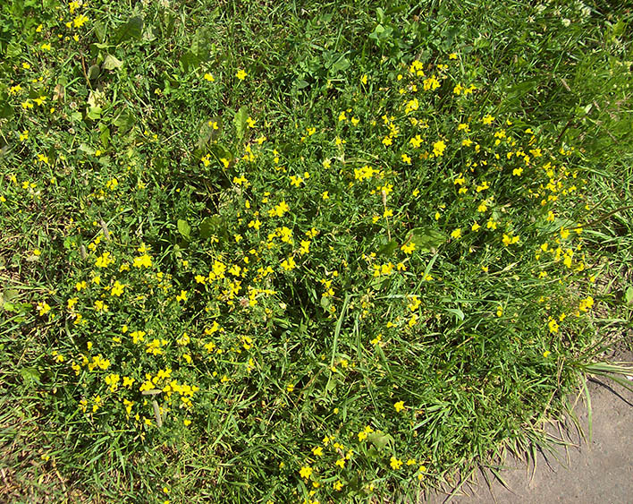 Изображение особи Lotus corniculatus.