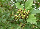 Crataegus dahurica. Верхушка побега с незрелым соплодием. Якутия (Саха), Нерюнгринский р-н, пос. Чульман. 18.07.2012.