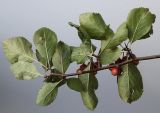 род Crataegus. Ветка с плодами (вид снизу). Германия, г. Кемпен, в парке. 19.09.2012.