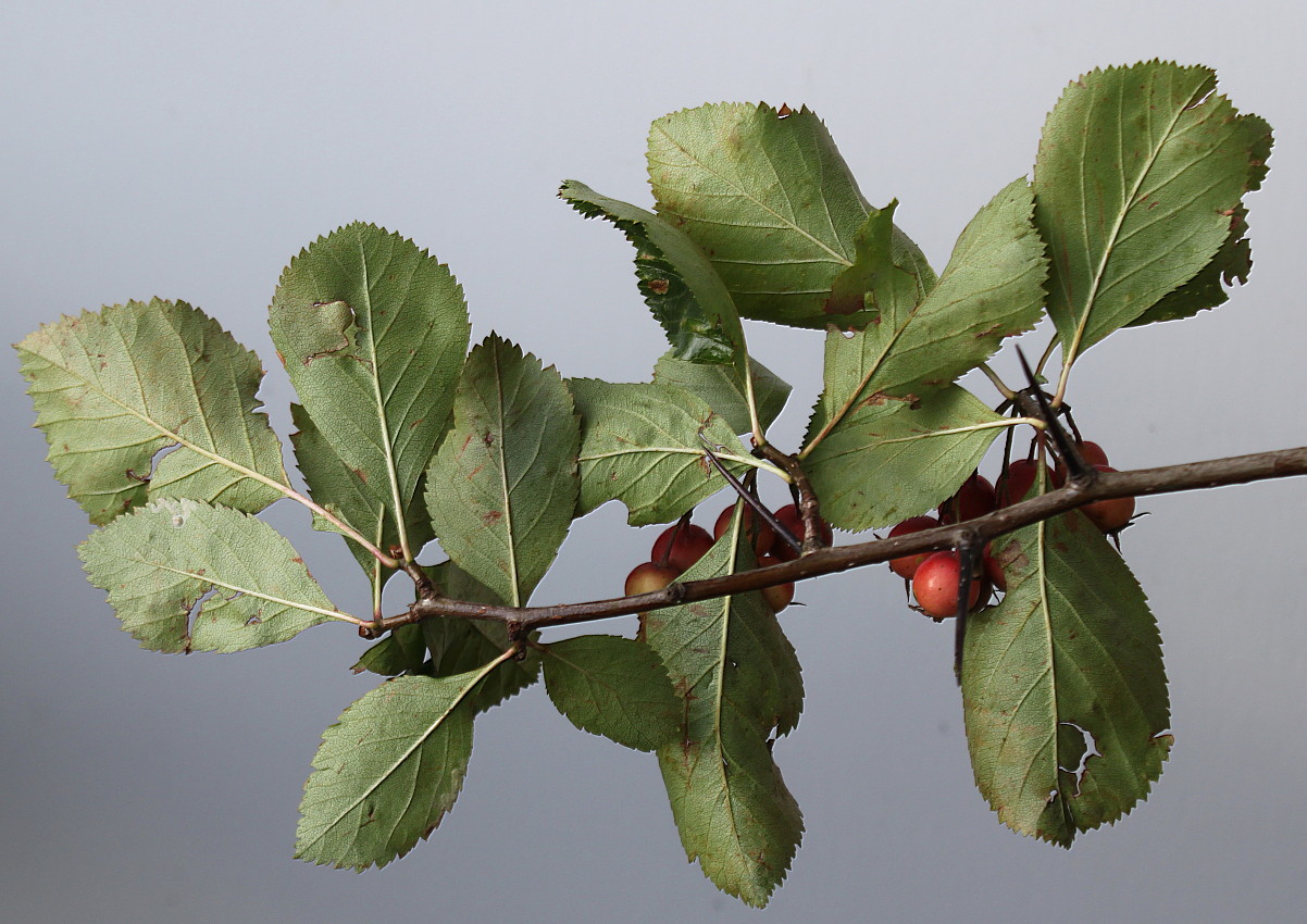 Изображение особи род Crataegus.