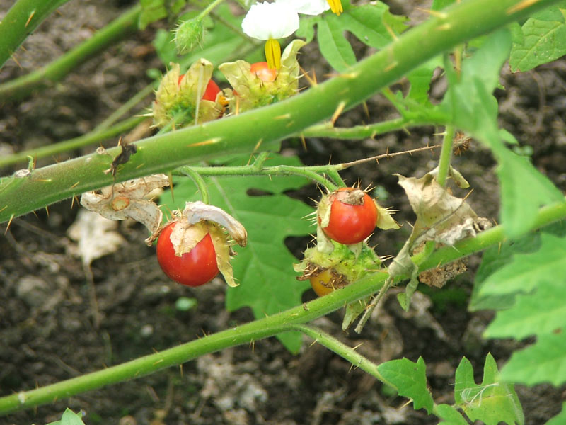 Image of Solanum sisymbriifolium specimen.