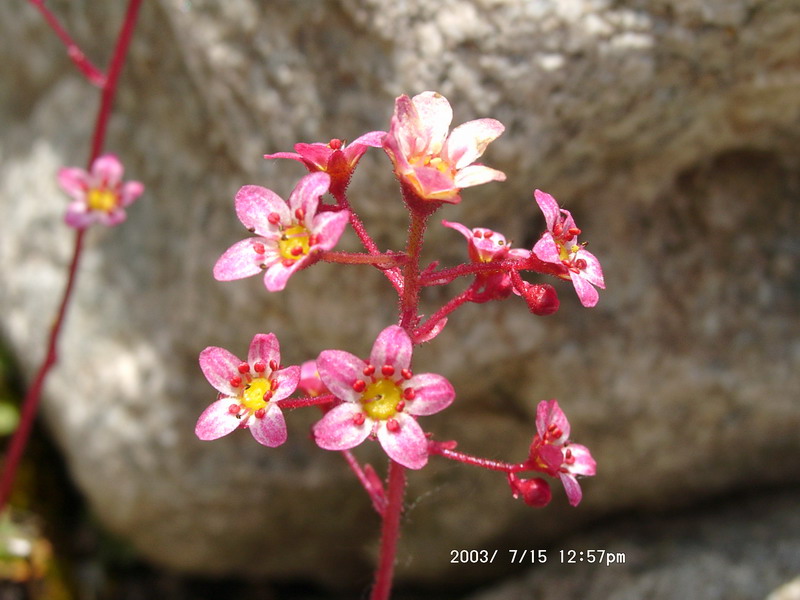 Image of Saxifraga kolenatiana specimen.