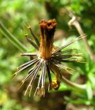 Bidens aurea. Соплодие. Венгрия, Хевеш, г. Эгер, цветник по верху высокого бордюра между набережной и долиной ручья Эгер. 11.09.2012.