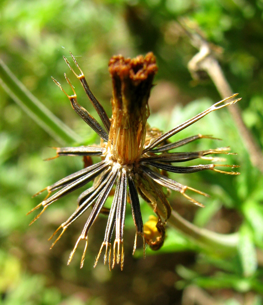 Изображение особи Bidens aurea.