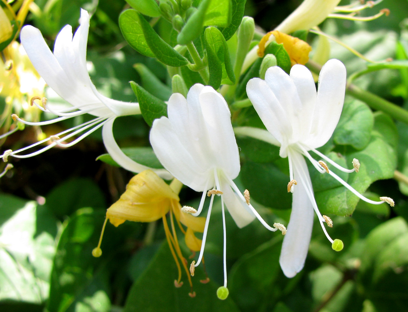 Image of Lonicera japonica specimen.