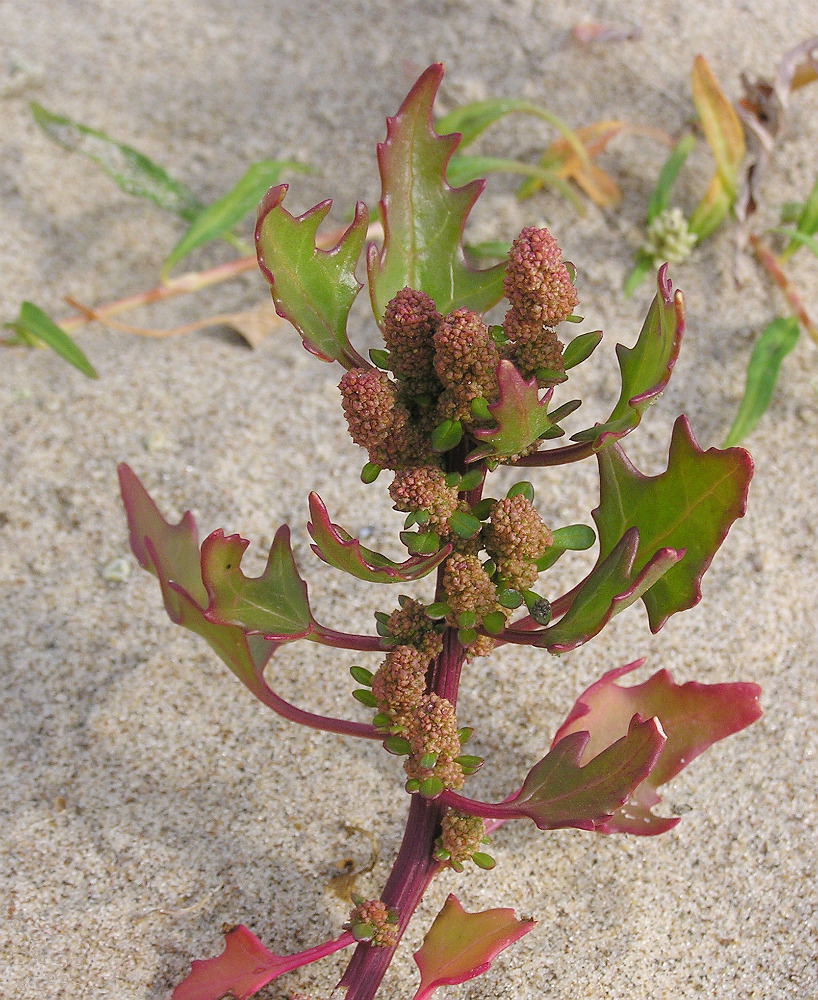 Image of Oxybasis rubra specimen.