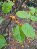 Malus baccata. Часть ветви с плодами. Южный берег Крыма, Никитский ботанический сад. 7 ноября 2012 г.