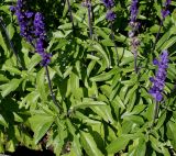 Salvia farinacea