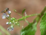 Veronica beccabunga