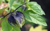 Nicandra physalodes