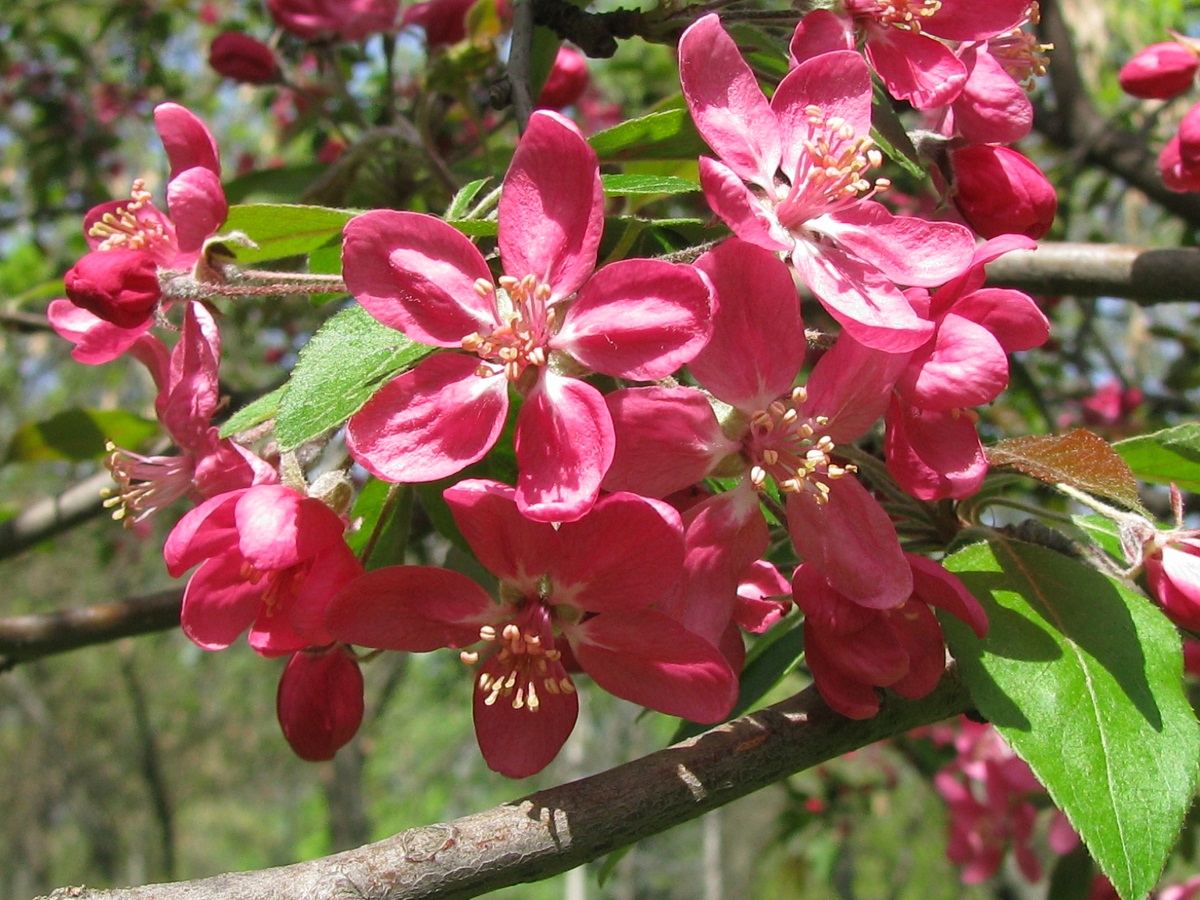 Image of Malus niedzwetzkyana specimen.