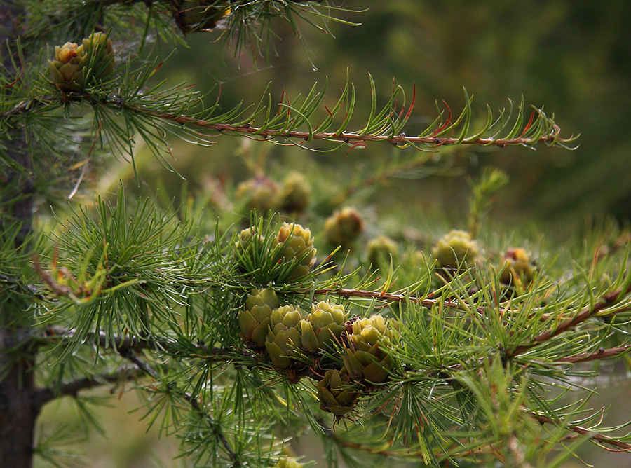 Изображение особи Larix gmelinii.