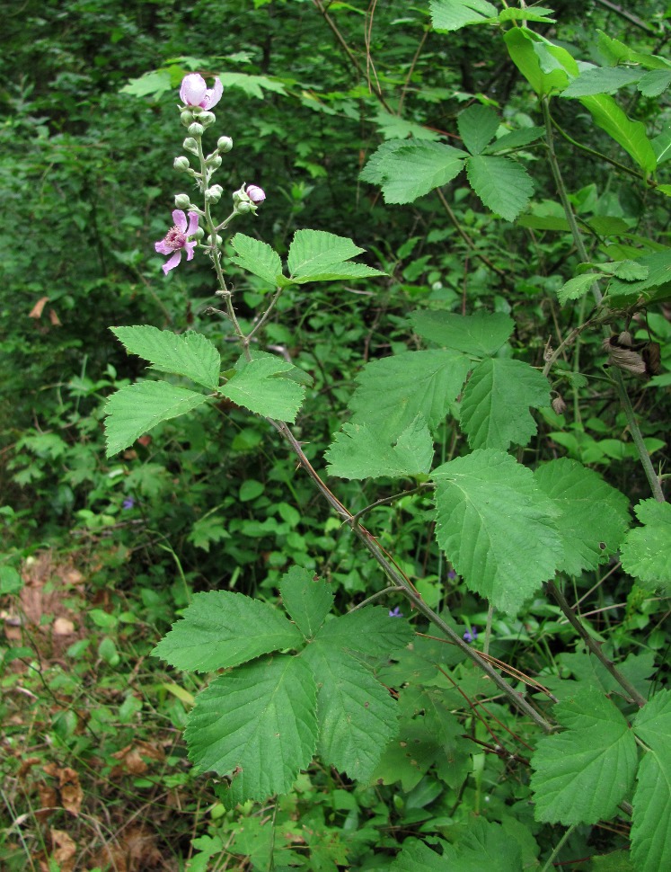 Изображение особи Rubus sanctus.