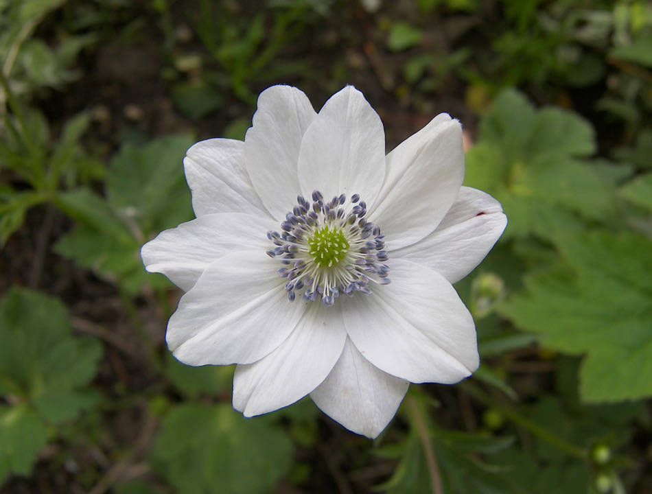 Изображение особи Anemone rivularis.