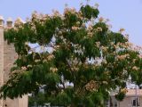 Albizia julibrissin. Крона цветущего дерева. Испания, автономное сообщество Андалусия, провинция Кордова, город Кордова. 13.07.2012.