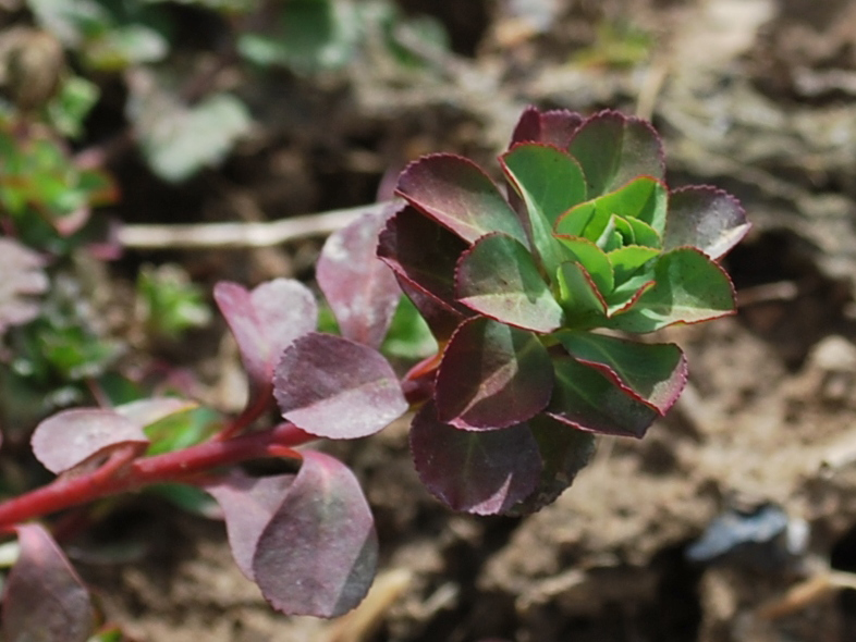 Изображение особи Euphorbia helioscopia.