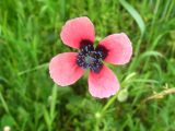 Papaver hybridum