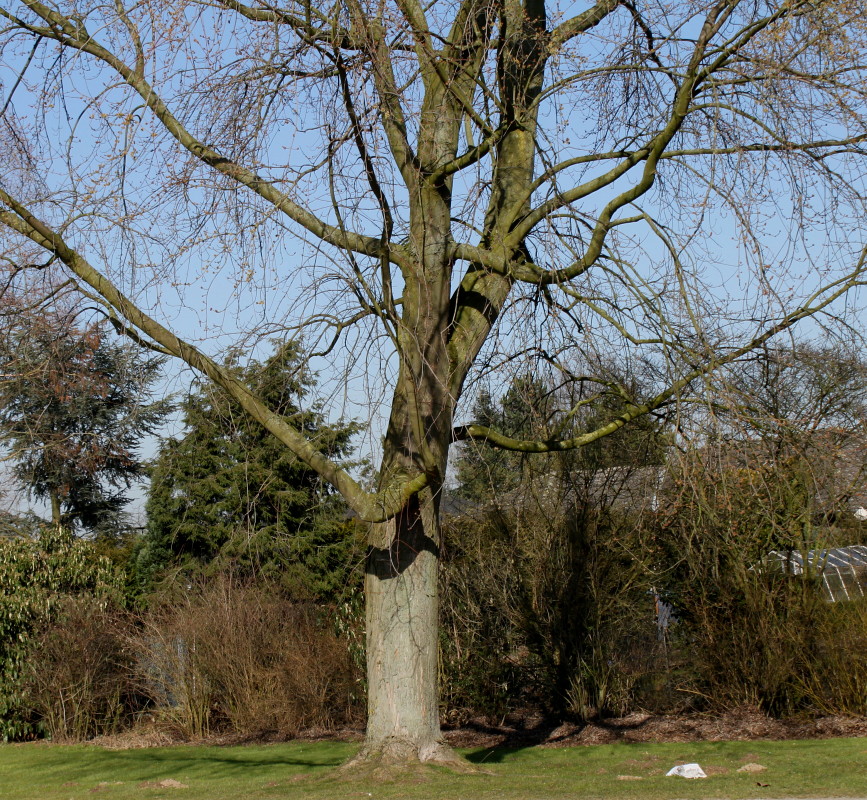 Image of Acer saccharinum specimen.