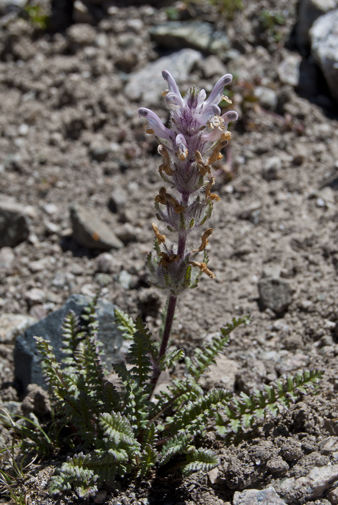 Image of Pedicularis violascens specimen.