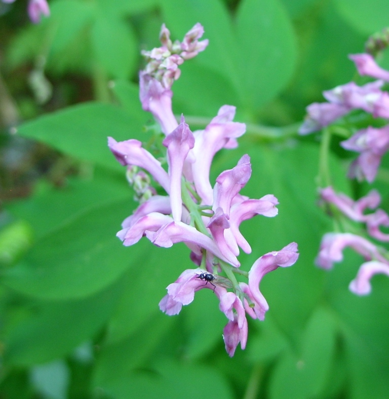 Image of Corydalis multiflora specimen.