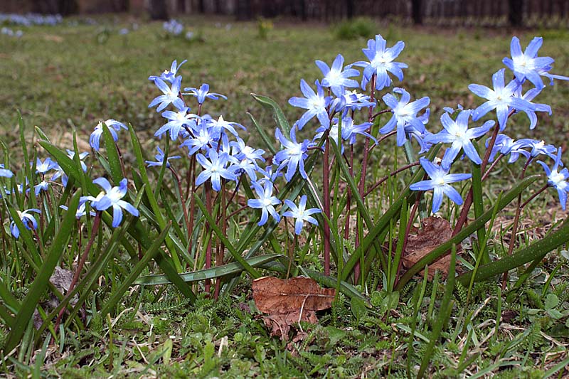 Изображение особи Chionodoxa forbesii.