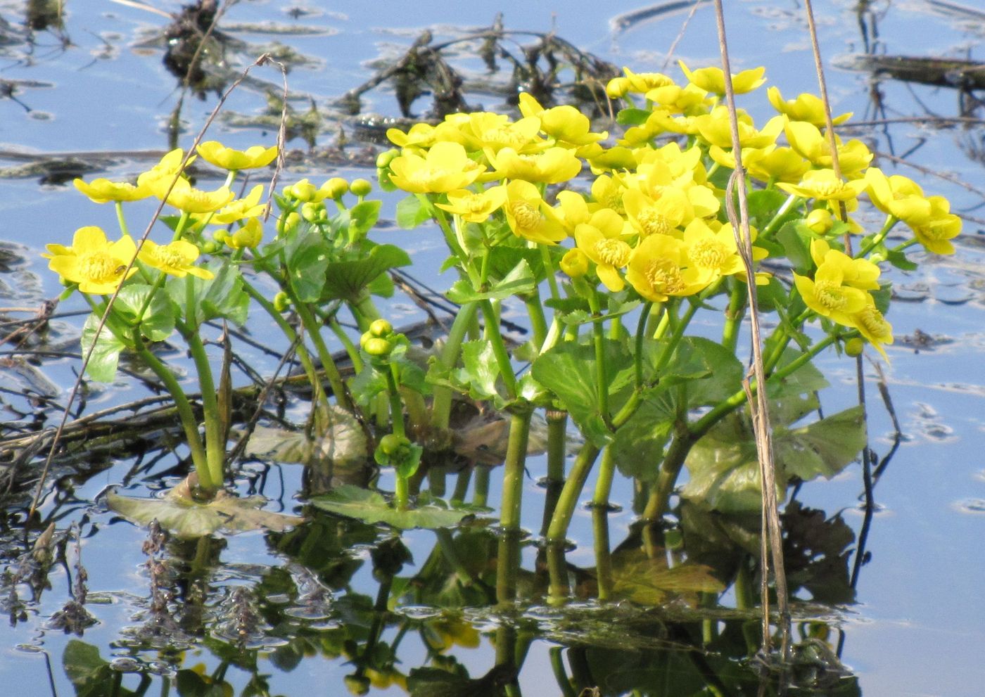 Image of Caltha palustris specimen.