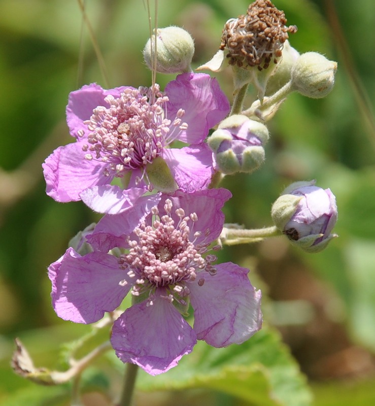 Изображение особи Rubus sanctus.