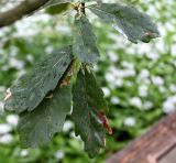 Quercus &times; hispanica