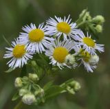 genus Phalacroloma