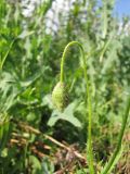 Papaver rhoeas