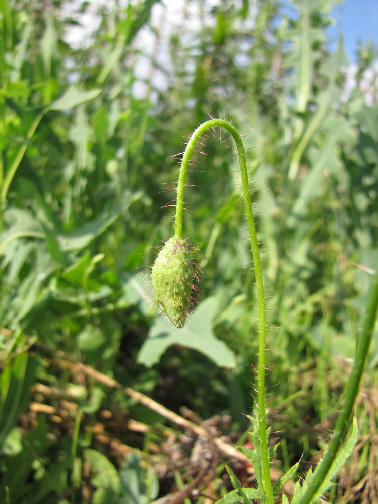 Изображение особи Papaver rhoeas.