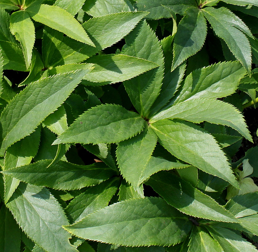 Изображение особи Helleborus orientalis.
