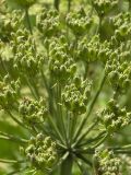 Heracleum asperum