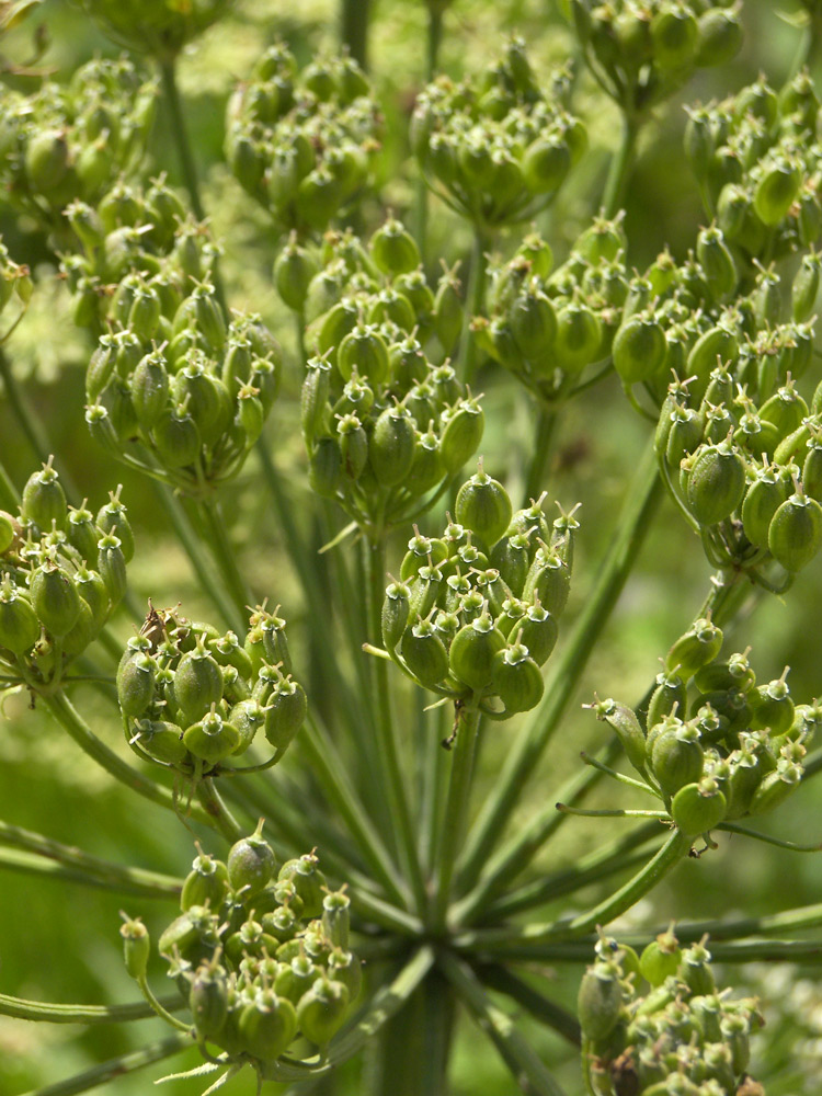 Изображение особи Heracleum asperum.