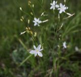 Anthericum ramosum