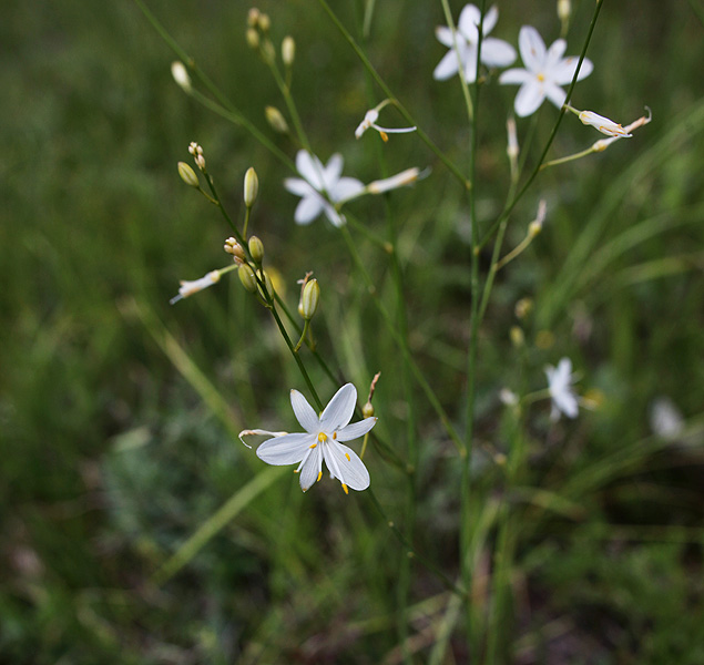 Изображение особи Anthericum ramosum.