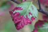 Betula fruticosa. Лист, поражённый галловым клещом. Бурятия, Баунтовский эвенкийский район, окр. пос. Северный, подлесок в лиственничной тайге с примесью берёзы (Betula platyphylla Sukacz.). 23.07.2013.