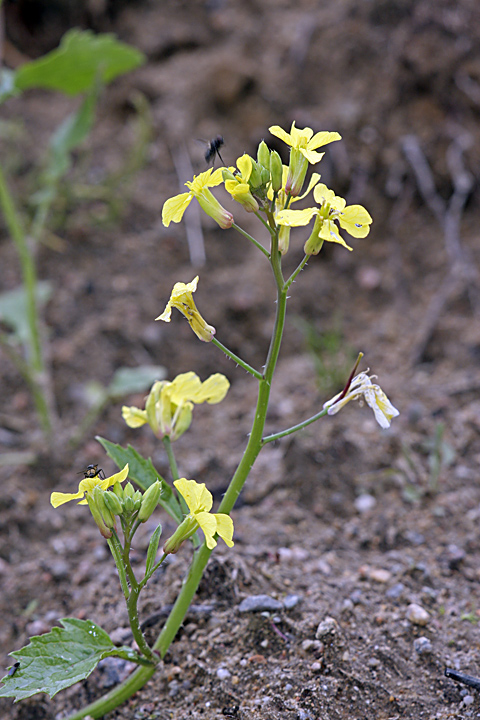 Image of Raphanus raphanistrum specimen.