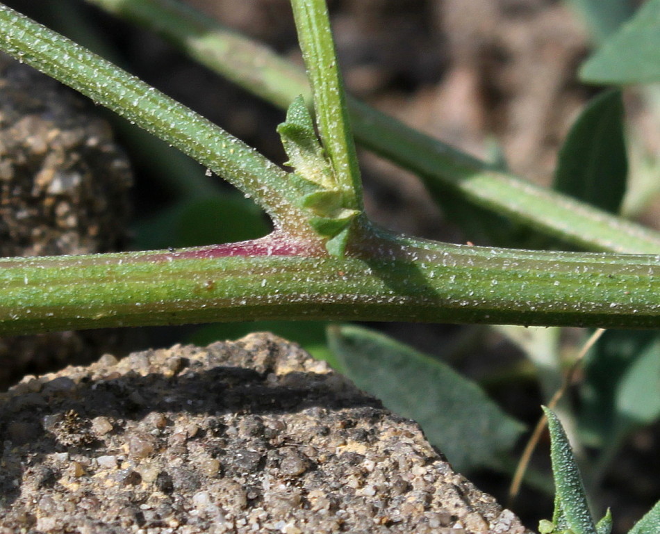 Image of Atriplex prostrata specimen.