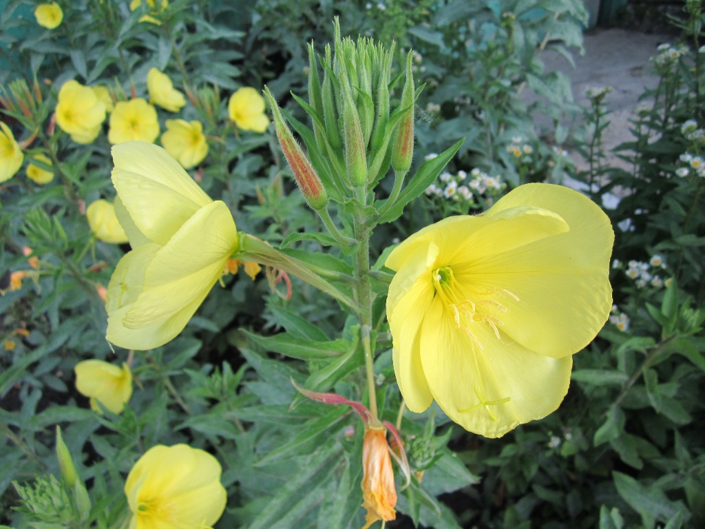 Изображение особи Oenothera glazioviana.