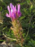 Astragalus onobrychis. Соцветие с цветками и завязавшимися плодами. Краснодарский край, Крымский р-н, окр. станицы Нижнебаканская, обочина горно-лесной дороги. 22.09.2013.