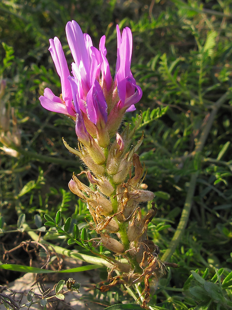 Изображение особи Astragalus onobrychis.