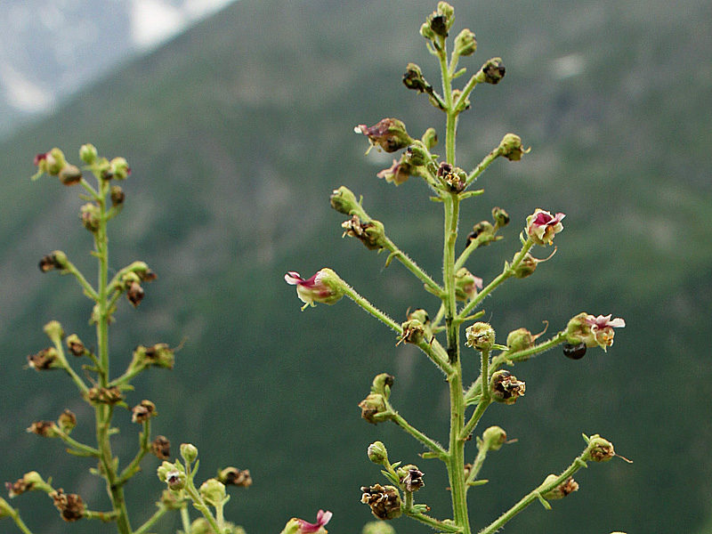 Изображение особи Scrophularia olympica.