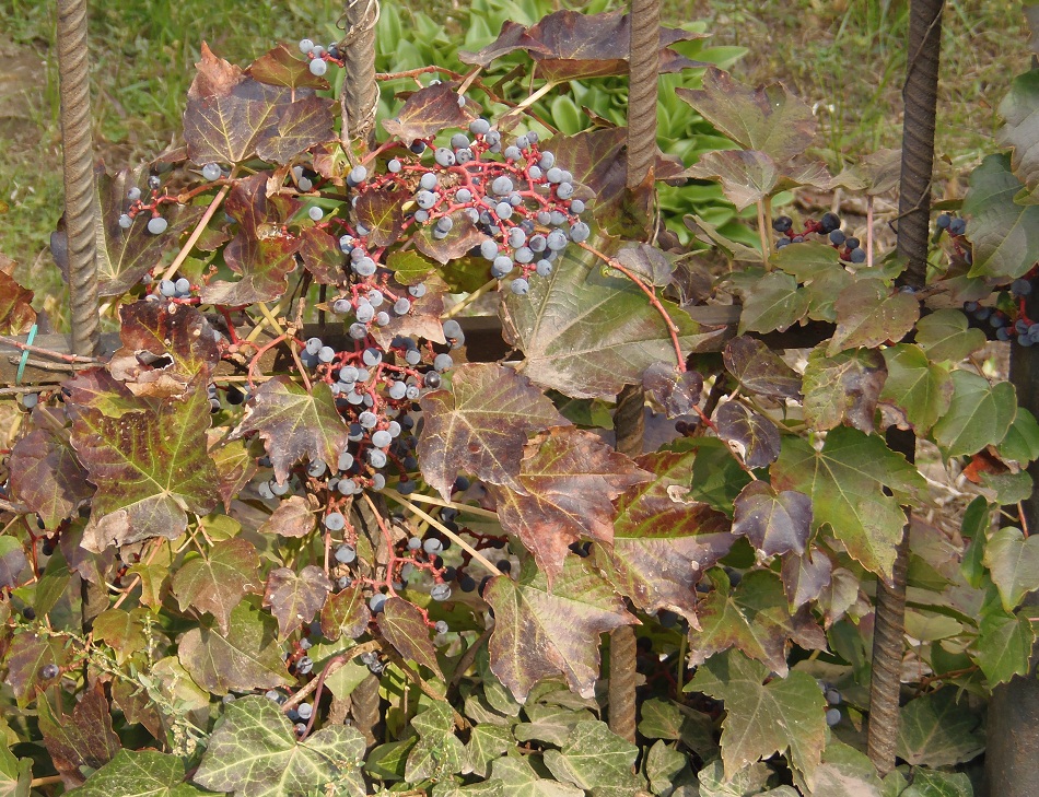 Image of Parthenocissus tricuspidata specimen.