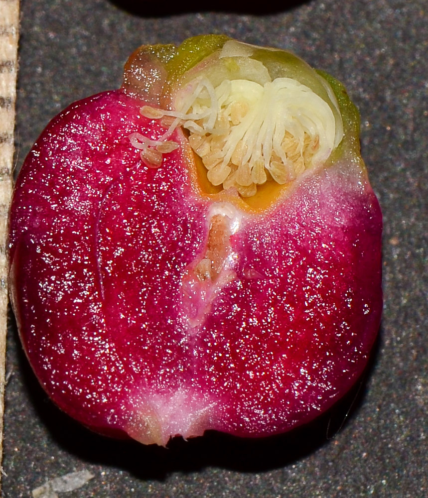 Image of Syzygium australe specimen.