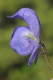 Image of taxon representative. Author is Владимир Эпиктетов