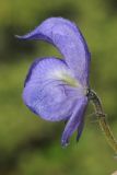 Aconitum nemorum