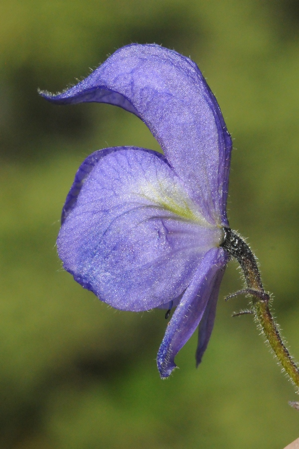 Изображение особи Aconitum nemorum.