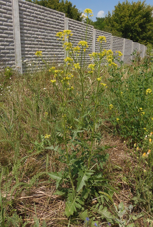 Image of Sisymbrium loeselii specimen.