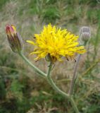 Crepis foetida